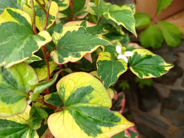 Planta camaleón (Houttuynia cordata "Chameleon").