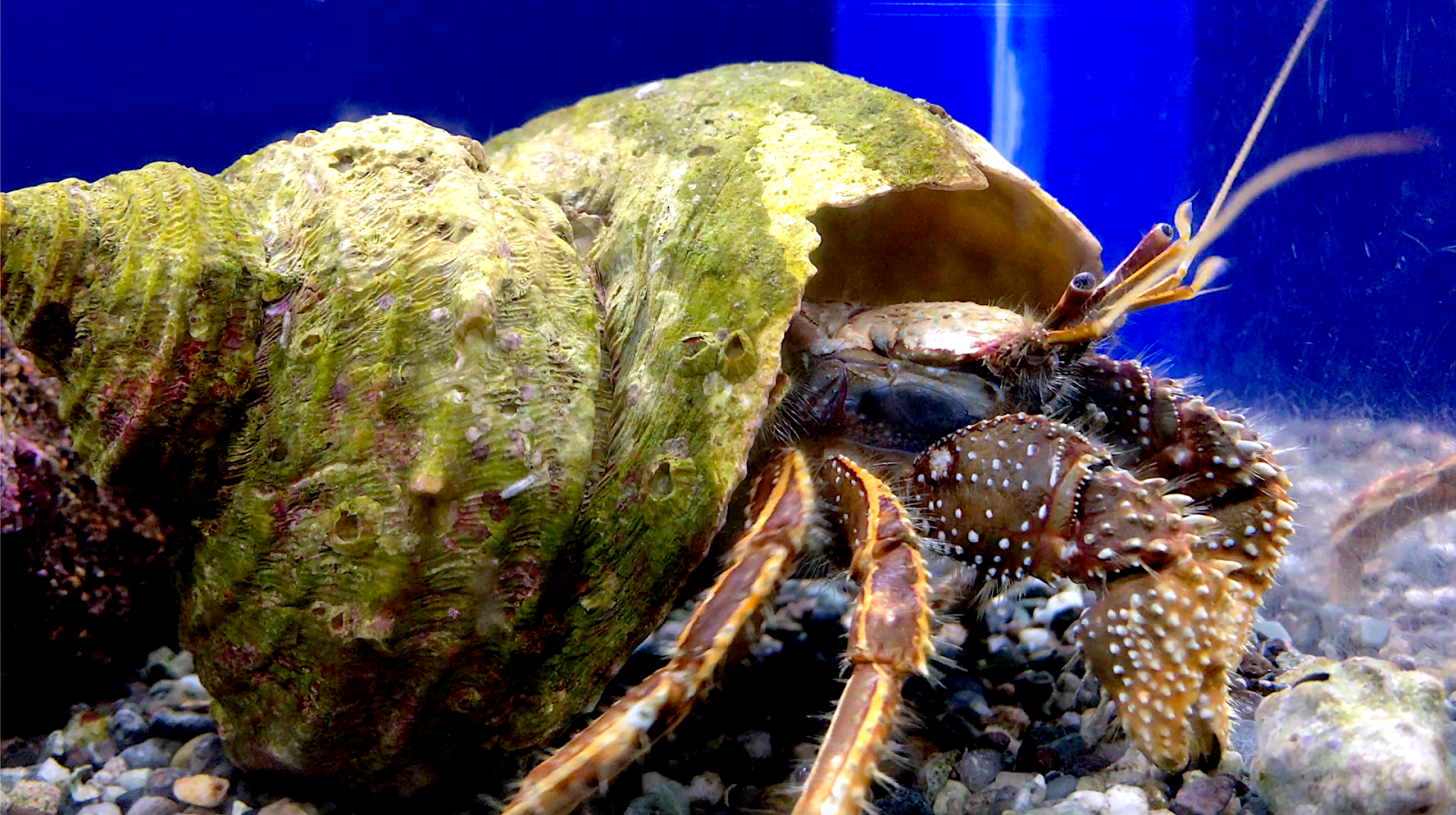 Aquarium Movies Japan Archive 生きている魚図鑑 コブヨコバサミ Orange Striped Hermit Crabs Clibanarius Infraspinatus