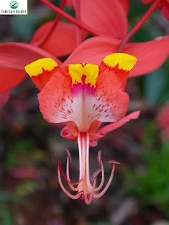 The Stunning Amherstia Nobilis: A Rare and Beautiful Tree