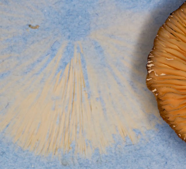 Rhodotus palmatus, Wrinkled Peach.  Spore print, 12 November 2014.