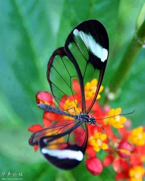 Menakjubkan Kupu  kupu  Transparan Kumpulan Gambar Lucu 