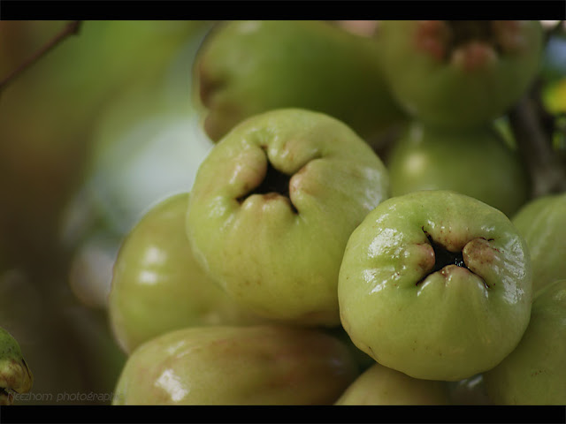 green water apple - jambu air