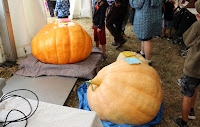 Big Pumpkins!  Prize Winners