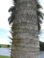 Barbed palm tree trunk - Ho'omaluhia Botanical Garden, Kaneohe, HI