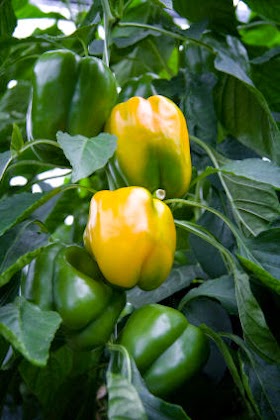 How to Grow a Pepper Plants #vegetable_gardening