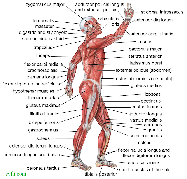 Body anatomy