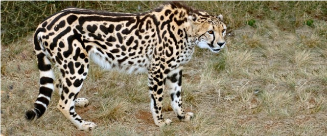 cheetah raja