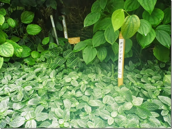 Jardin Botanique de Genève