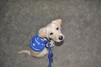 This is a picture of Bob, taken from above. He is sitting in his puppy coat and looking up at me, his blue leash is trailing out of the picture. He's super cute