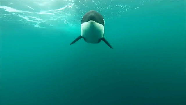 what is the fastest ocean animal?