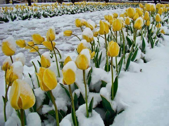 The tulips in the snow