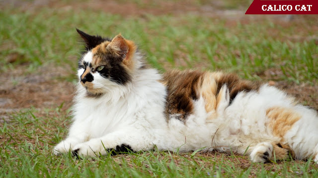 The Amazing Calico Cat - Cat Breeds in photographs