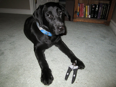 Black lab puppy Romero is lying on the mint green carpet in the hallway, with an open white door and a thin wooden bookshelf behind him. Romero is wearing his blue and gray Blue Jays collar. Lying against his front right foot is a pair of black and gray scissor-style dog nail clippers, as Romero prepares for his manicure. Romero is looking slightly upwards, with a half-moon of white at the bottom of both of his eyes. He is behaving beautifully as always, but is giving me a look that says he'd much rather be doing something else.