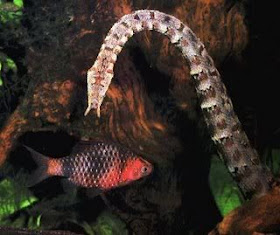10 Jenis Ular Paling Eksotik Di Dunia tentacled snake 10 Jenis Ular Paling Eksotik Di Dunia