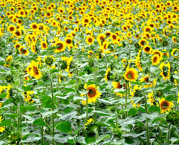 sunflower, sunflower farming, sunflower business, commercial sunflower farming, sunflower farming for beginners, sunflower farming profits, sunflower cultivation