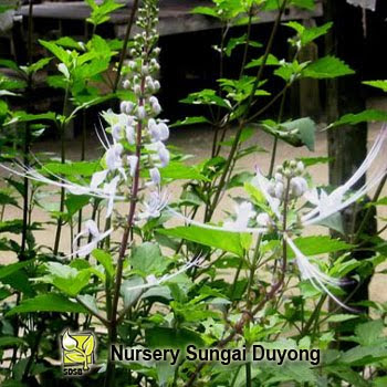 Nursery Sungai Duyong: Misai Kucing Gedung Tumbuhan Anda 