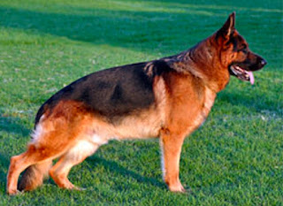 German Shepherd Club, a style of love for dogs of this breed