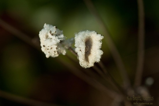 blom_20111014_fro1
