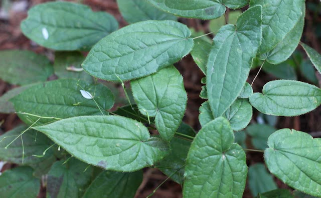 Epimedium Sagittatum Flowers Pictures