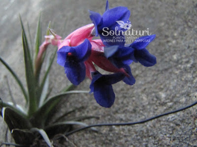 Tillandsia aeranthos  Clavel del aire