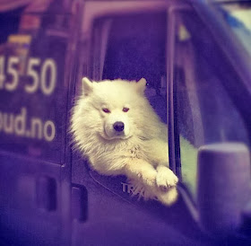 Cute dogs - part 4 (50 pics), dog pictures, dog in car ride