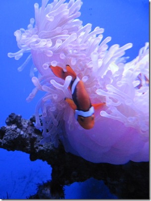 underwater 054