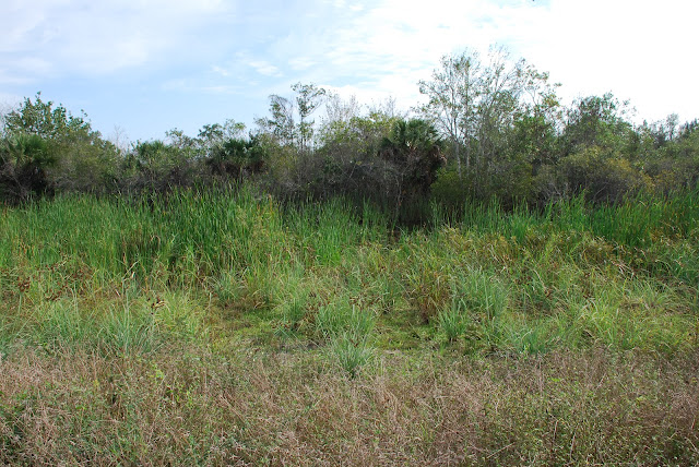 Big Cypress National Preserve