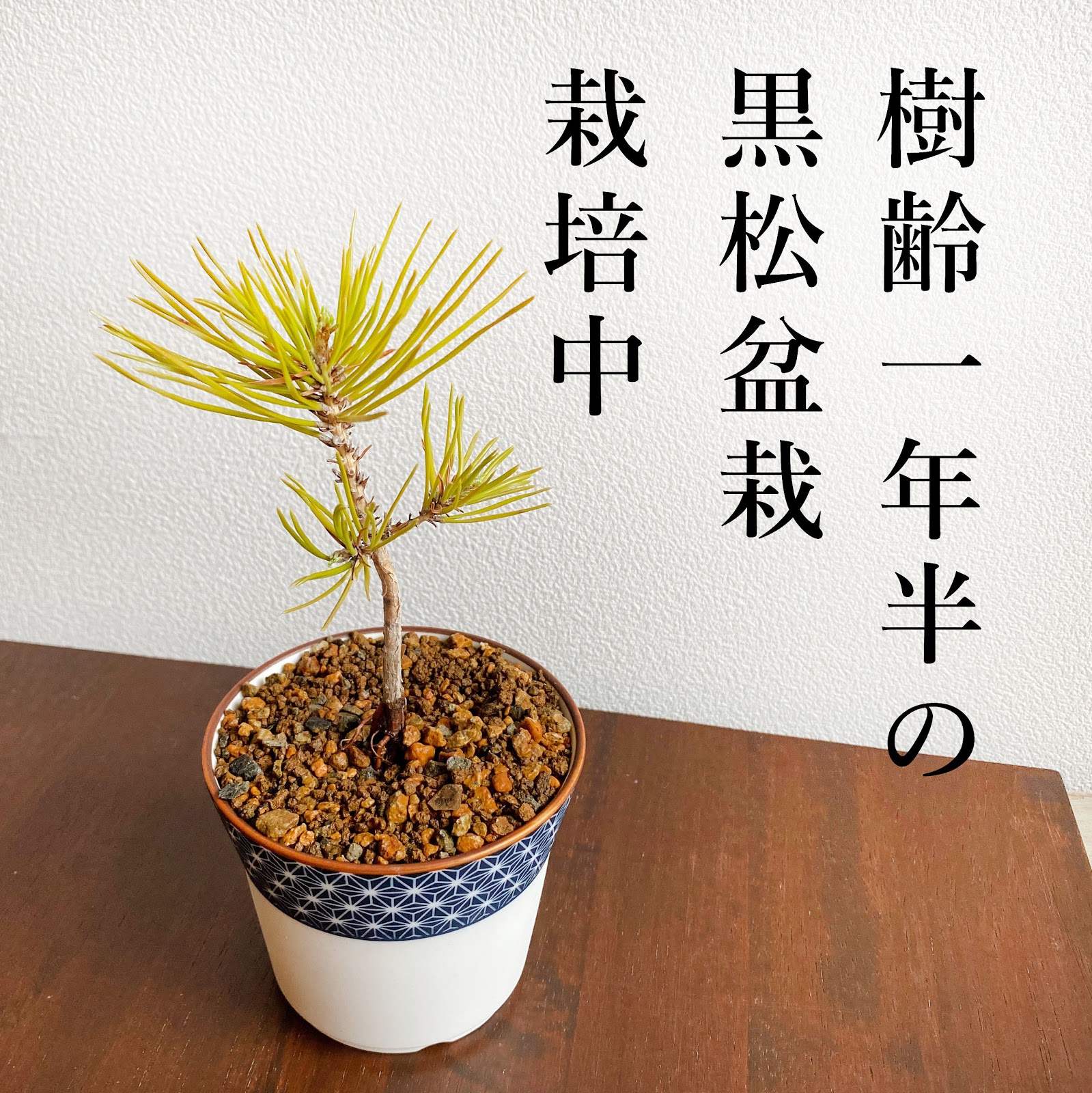 盆栽キット 黒松盆栽を種から育てる方法１年半記録メモ しかしにっき