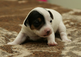 Parson Russell Terrier Puppies