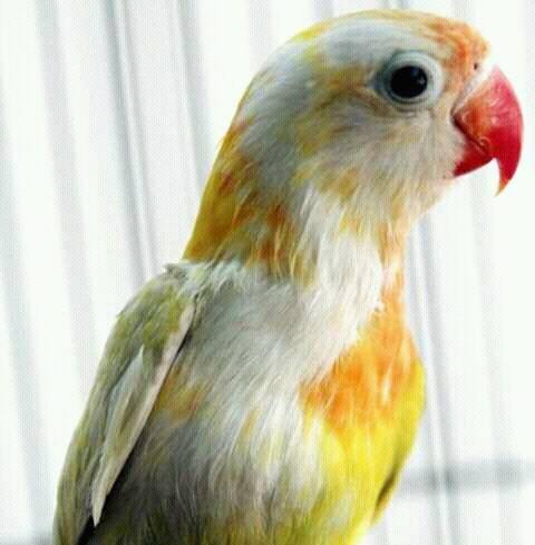  Jenis  Lovebird Warna  Dari Harga Murah Sampai Paling Mahal 