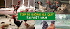 TOP 10 Những giống gà quý hiếm ở Việt Nam có giá trị kinh tế cao