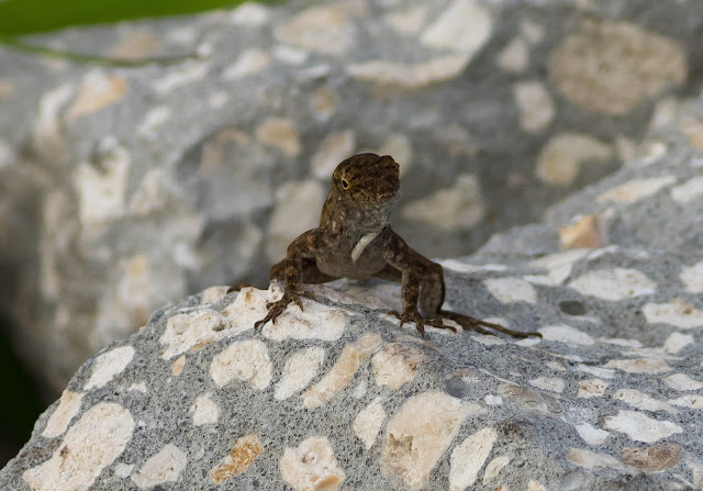 Brown Anole - St John's River, Florida