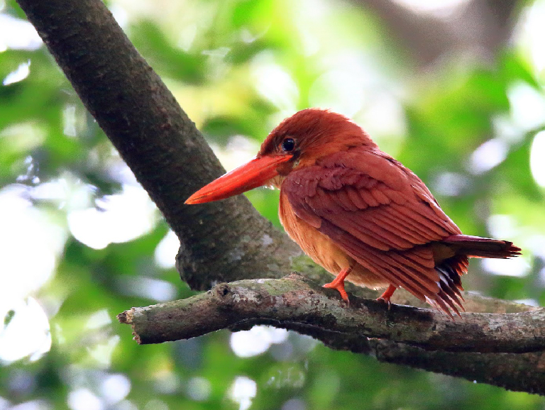 Red Jade