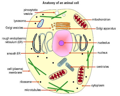 simple labelled animal cell diagram