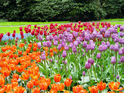 . para disfrutar de las cosas muy especiales, maravillosas de Holanda. (keukenhof holanda )