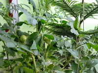 Asyiknya Memetik Sendiri Sayuran di Kebun Sendiri
