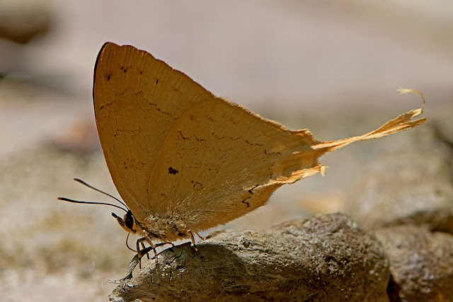 Ticherra acte the Blue Imperial butterfly