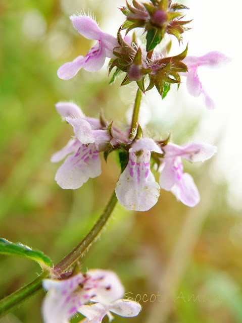 Stachys aspera