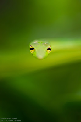 Ahaetulla nasuta, snakes of india, indian snakes, reptiles, thin slender green snake, indian wildlife, wildlife photography, photographing snakes, top indian willdife photographer, best indian wildlife photographer, wildlife stock images, angad achappa