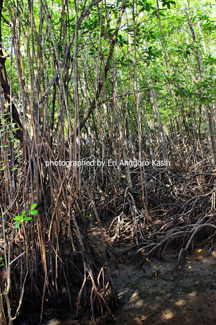 Pohon Bakau di Wisata Hutan Payau Cilacap.