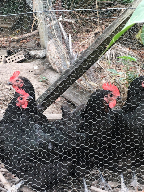 Curious chooks