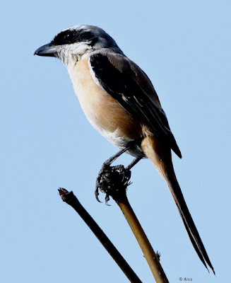 "Long-tailed Shrike - Lanius schach , resident perched on a bamboo stump."