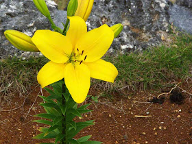 flowers, yellow lily, festival