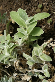 Tradescantia sillamontana