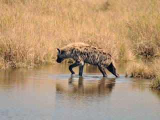 Hyena Wallpaper