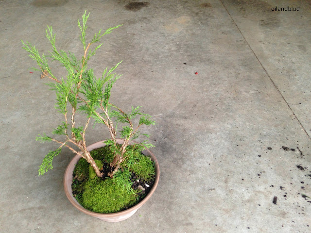    Make A Bonsai- a fun how-to on making a cute little bonsai tree from oil and blue blog