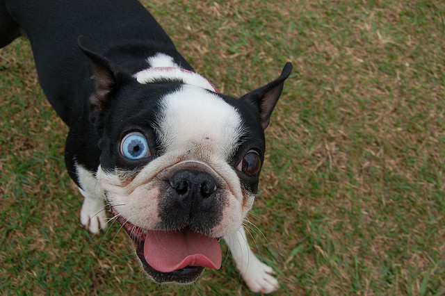 Cachorros com heterocromia ocular