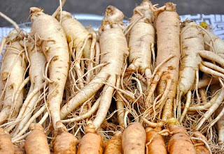 Budidaya Ginseng korea