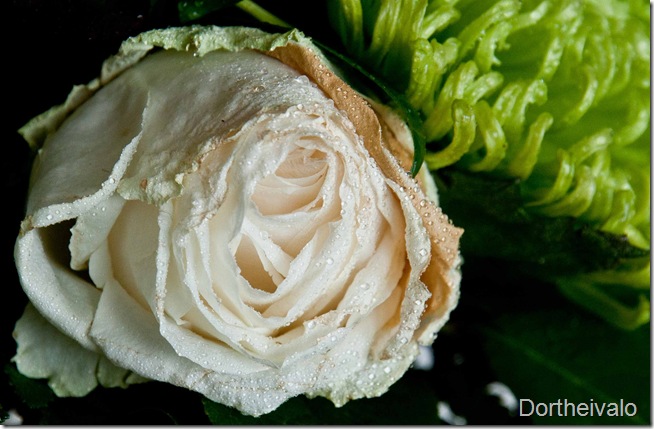 rose