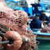 Economia. Scatta oggi il divieto di pesca in Adriatico, niente pesce fresco per 43 giorni